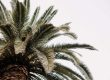 como podar una palmera