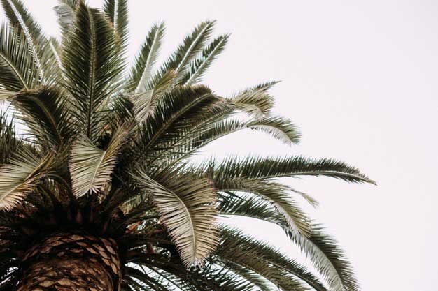 como podar una palmera
