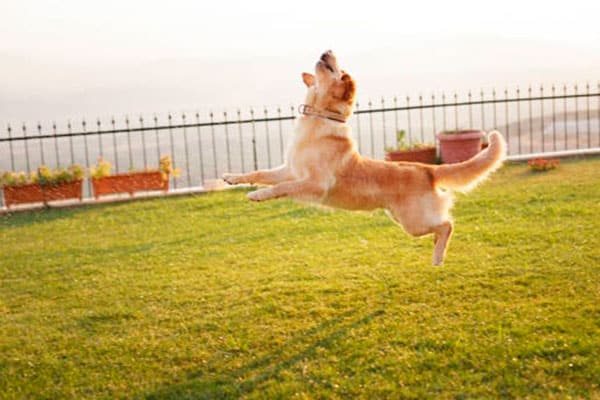 vallas para perros