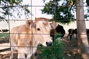 cercado ganadero Córdoba